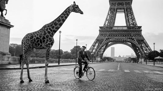 La girafe et le cycliste